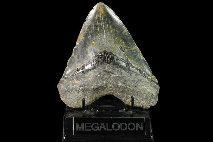 Fossil Megalodon Tooth - North Carolina #145460